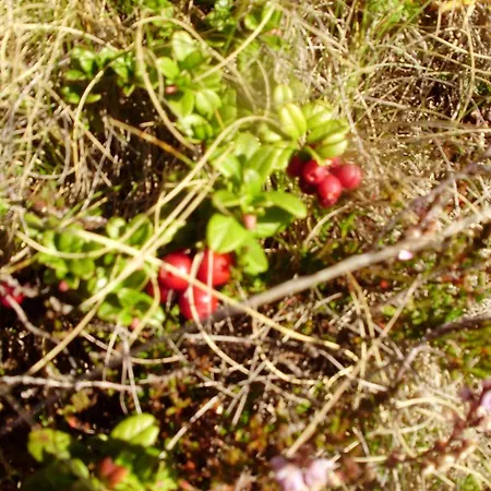 Appartement Scheurerhof