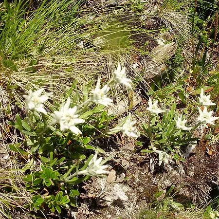 Scheurerhof Appartamento Tux