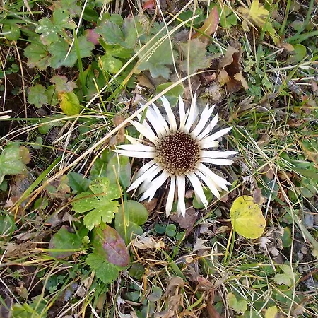 Appartement Scheurerhof