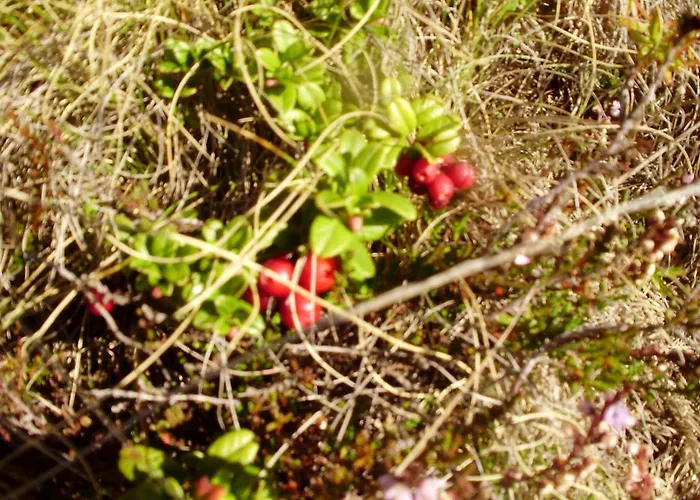 Apartmán Scheurerhof