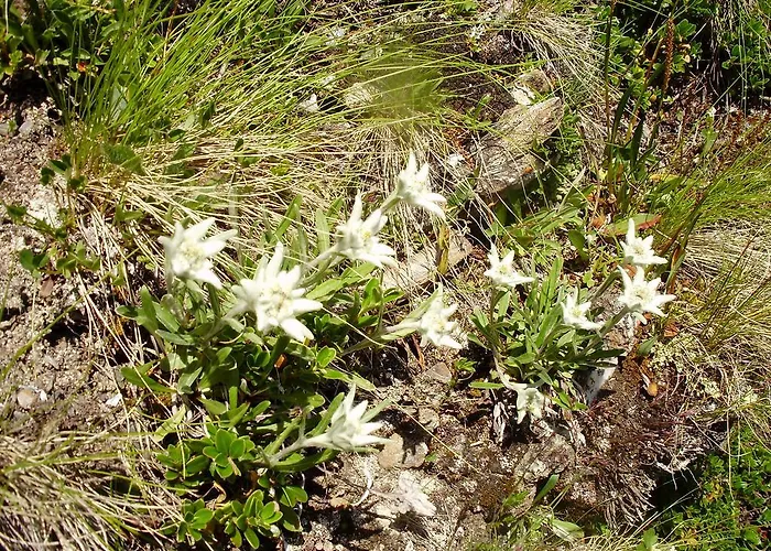 Scheurerhof Apartmán Tux