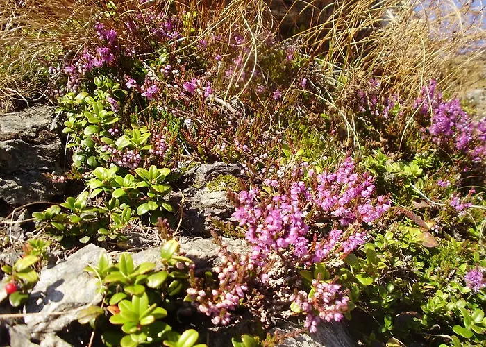 Scheurerhof Apartmán Tux