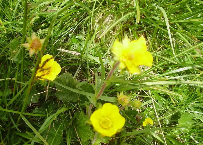 Scheurerhof Apartmán *