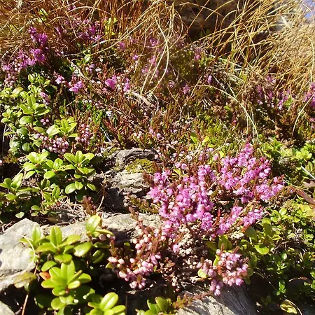 Scheurerhof Apartment Tux