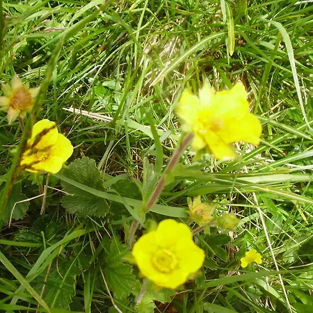 Scheurerhof Apartment *